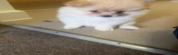 German Spitz dogs for sale: Pups to go  - Advert 3