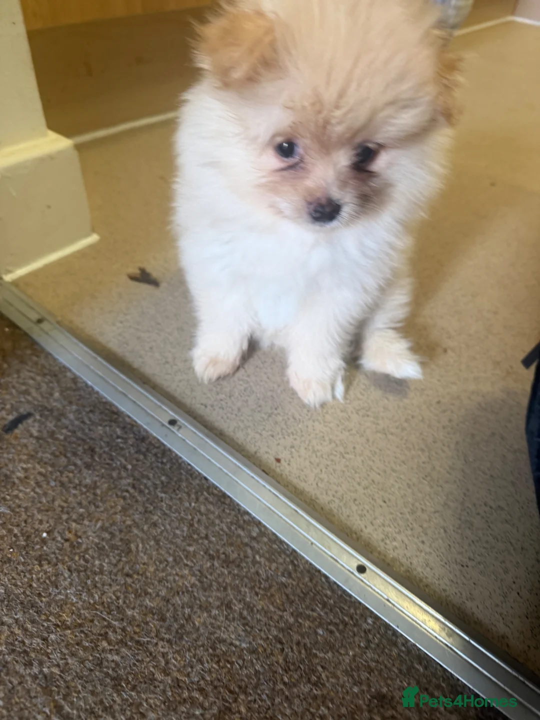 German Spitz dogs for sale: Pups to go  - Advert 3