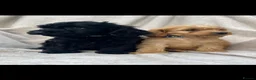 Cockapoo dogs for sale: Beautiful Cockapoo puppies  - Advert 8