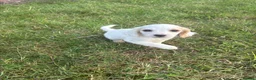 Mixed Breed dogs for sale: Cavachon x cocker puppies in Reading - Advert 4