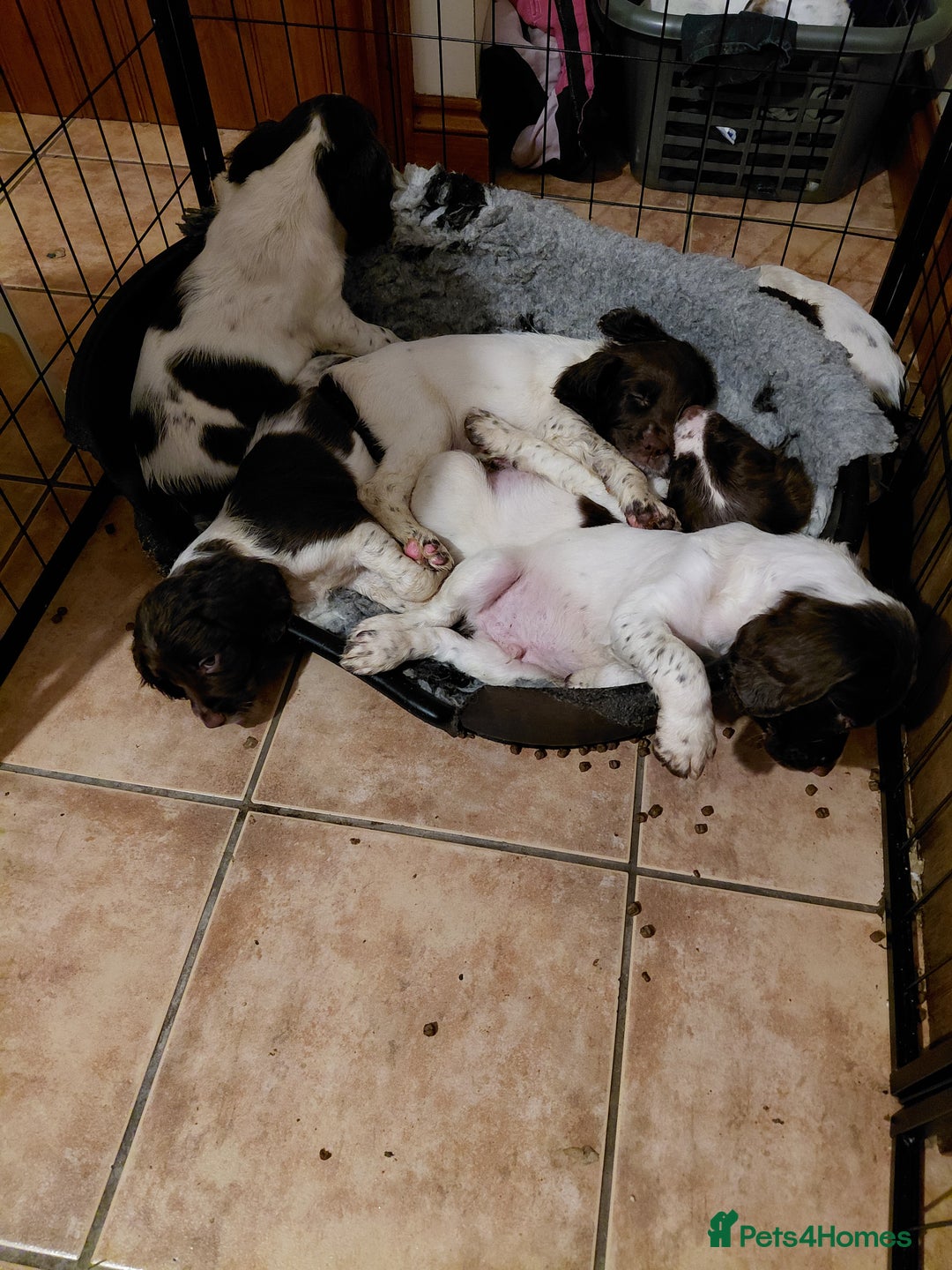 English Springer Spaniel dogs for sale: English Springer Spaniel  - Advert 3