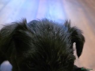 Miniature Schnauzer dogs Beautiful miniature schnauzers - Advert 3