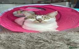 Domestic Shorthair cats for sale: Beautiful girl cat for rehoming  - Image 3