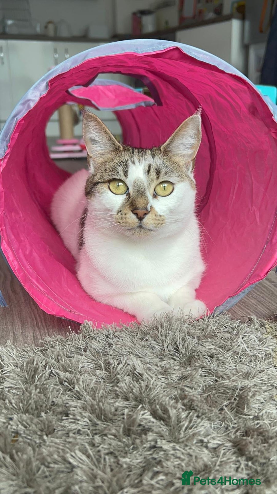 Domestic Shorthair cats for sale: Beautiful girl cat for rehoming  - Image 3