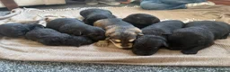 German Shepherd dogs for sale: German shepherd puppies  - Advert 1