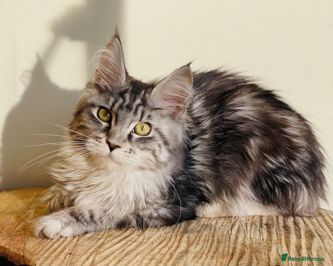 Maine Coon cats for sale: Beautiful pure bread maine coon kittens  - Image 6