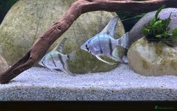Angelfish fish for sale: 5 angelfish - Image 4
