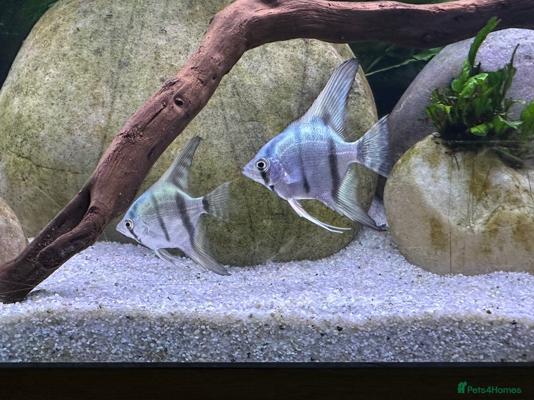 Angelfish fish for sale: 5 angelfish - Image 4