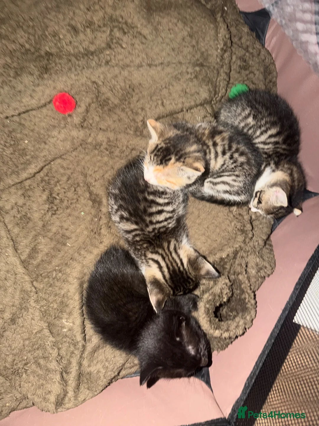 Domestic Shorthair cats for sale: Kittens for rehome 🐱  in Melton Mowbray - Advert 2