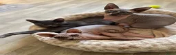 Sphynx cats for sale: Adorable sphynx adult cats  - Advert 3
