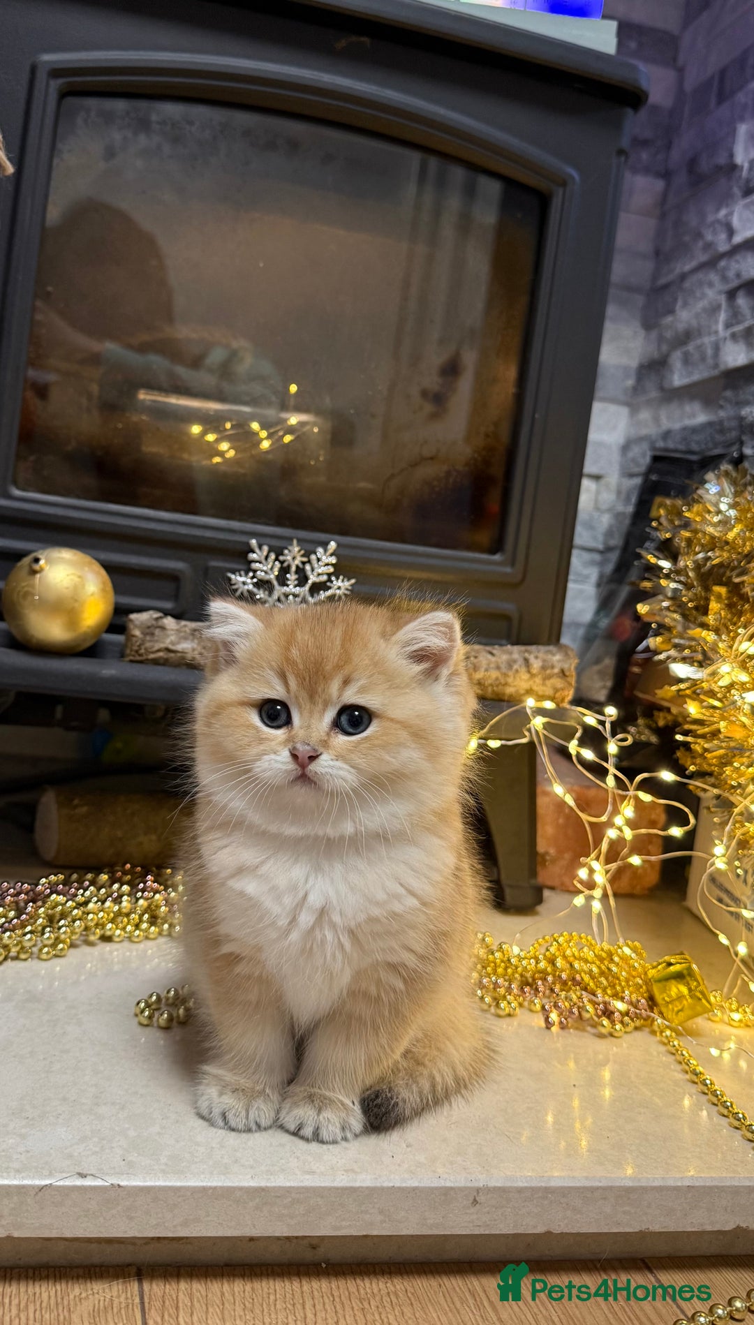 British Shorthair cats for sale: 🌟 Last two beautiful  Golden BSH girls 🌟 - Advert 34