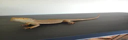 Bearded Dragon reptiles for sale: Bearded dragon for sale - Advert 8