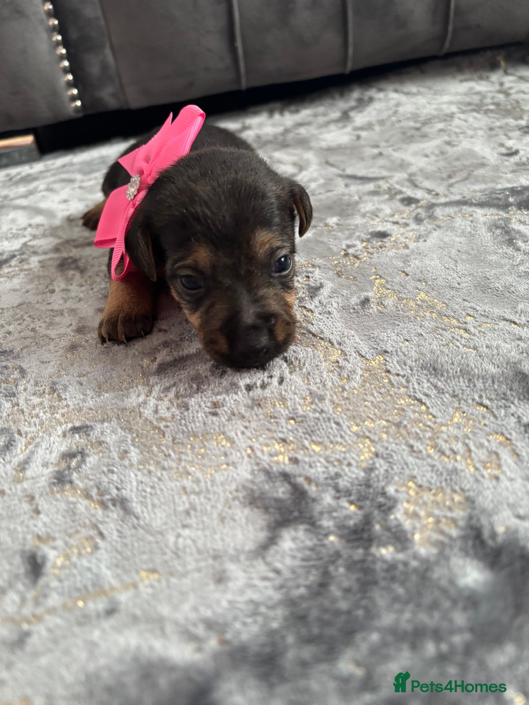 Jack Russell dogs for sale: Beautiful Jack russell puppies for sale  - Image 26
