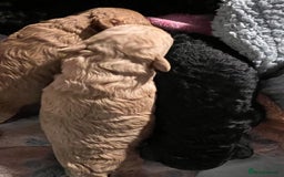 Toy Poodle dogs for sale: Toy Poodle  - Image 19
