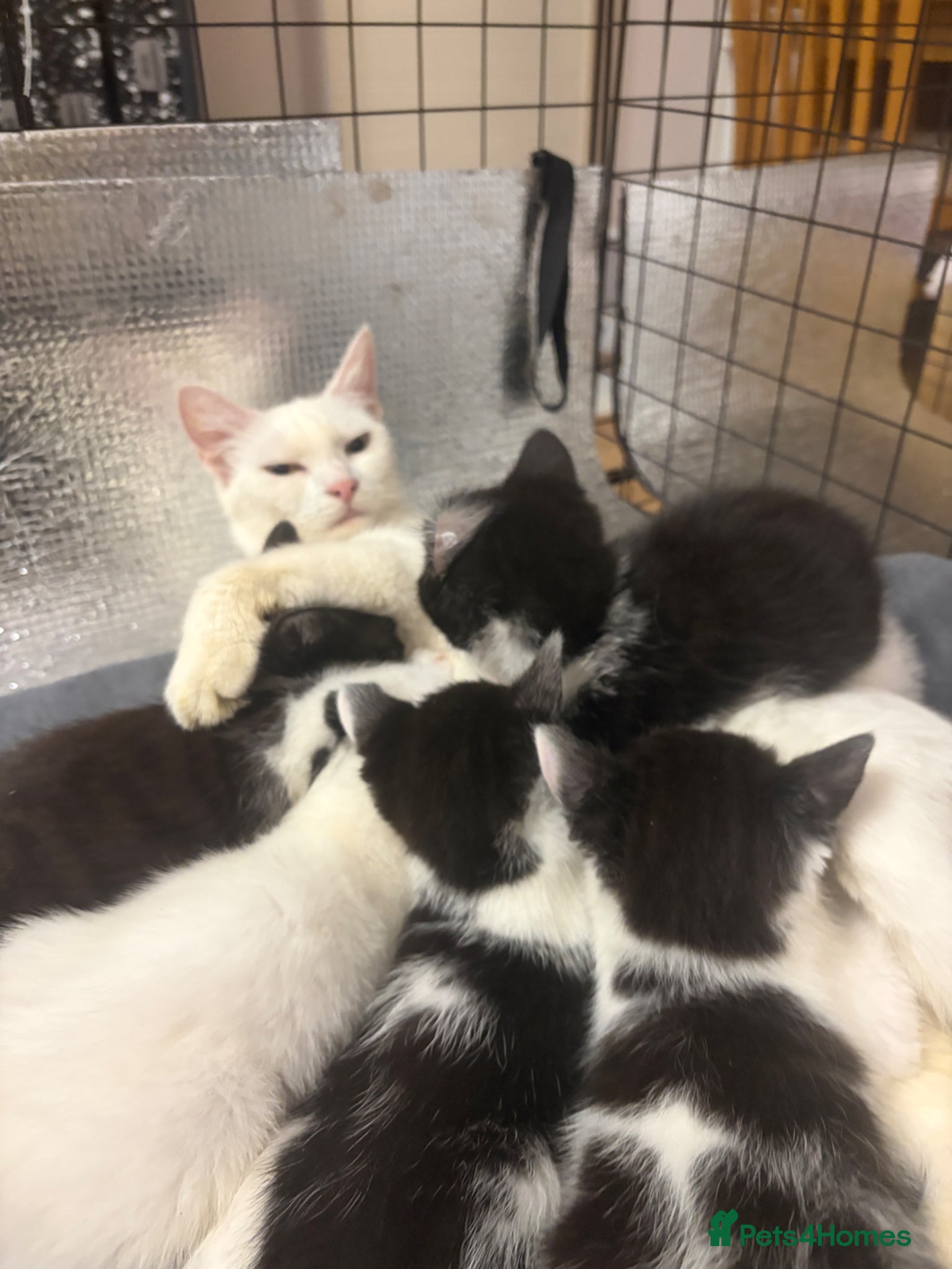 Mixed Breed cats Kittens looking for a lovely family  - Advert 1