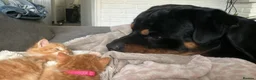 Rottweiler dogs for sale: Loving male Rottweiler Dougie  in Minehead - Advert 4