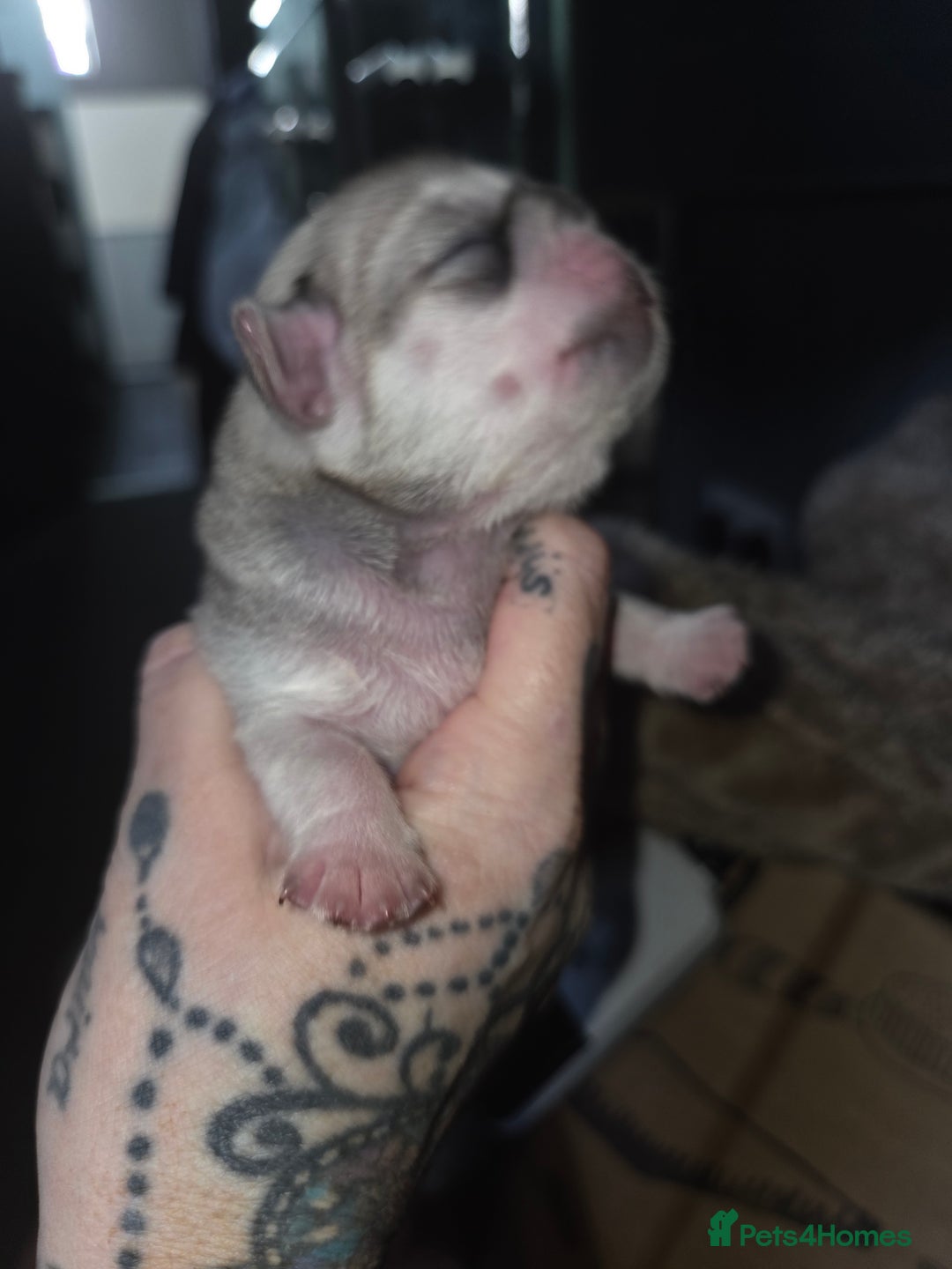 Pug dogs for sale: Stunning rare silver platinum panda purebreed pugs - Advert 10