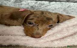 Miniature Dachshund dogs for sale: 3 STUNNINGLY ADORABLE MINIATURE DACHSHUND PUPPIES  - Image 4