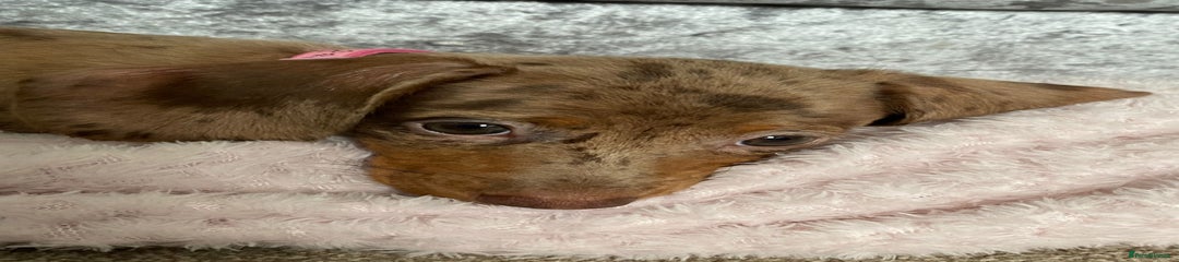 Miniature Dachshund Puppy 2