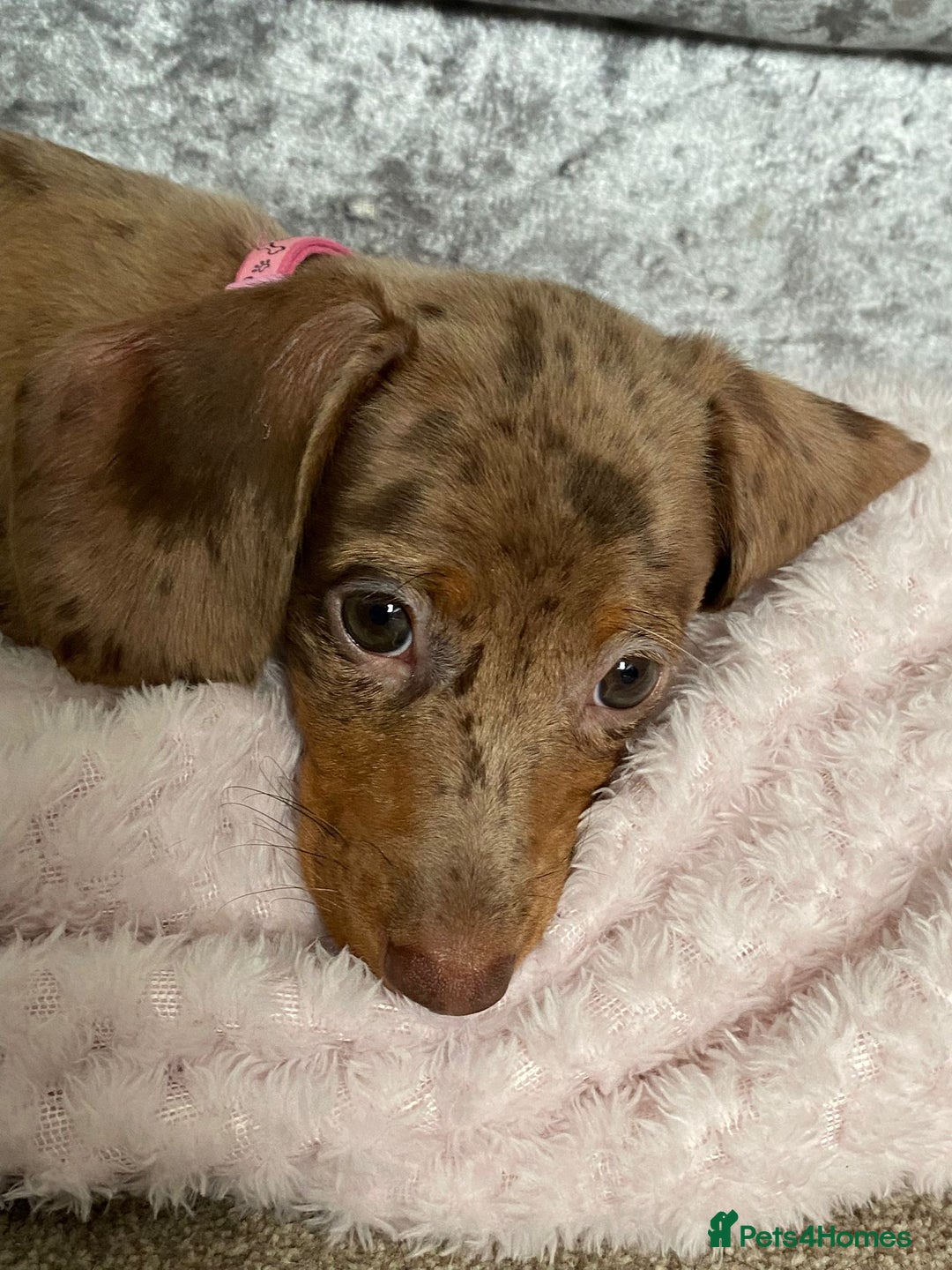 Miniature Dachshund dogs for sale: 3 STUNNINGLY ADORABLE MINIATURE DACHSHUND PUPPIES  - Image 4