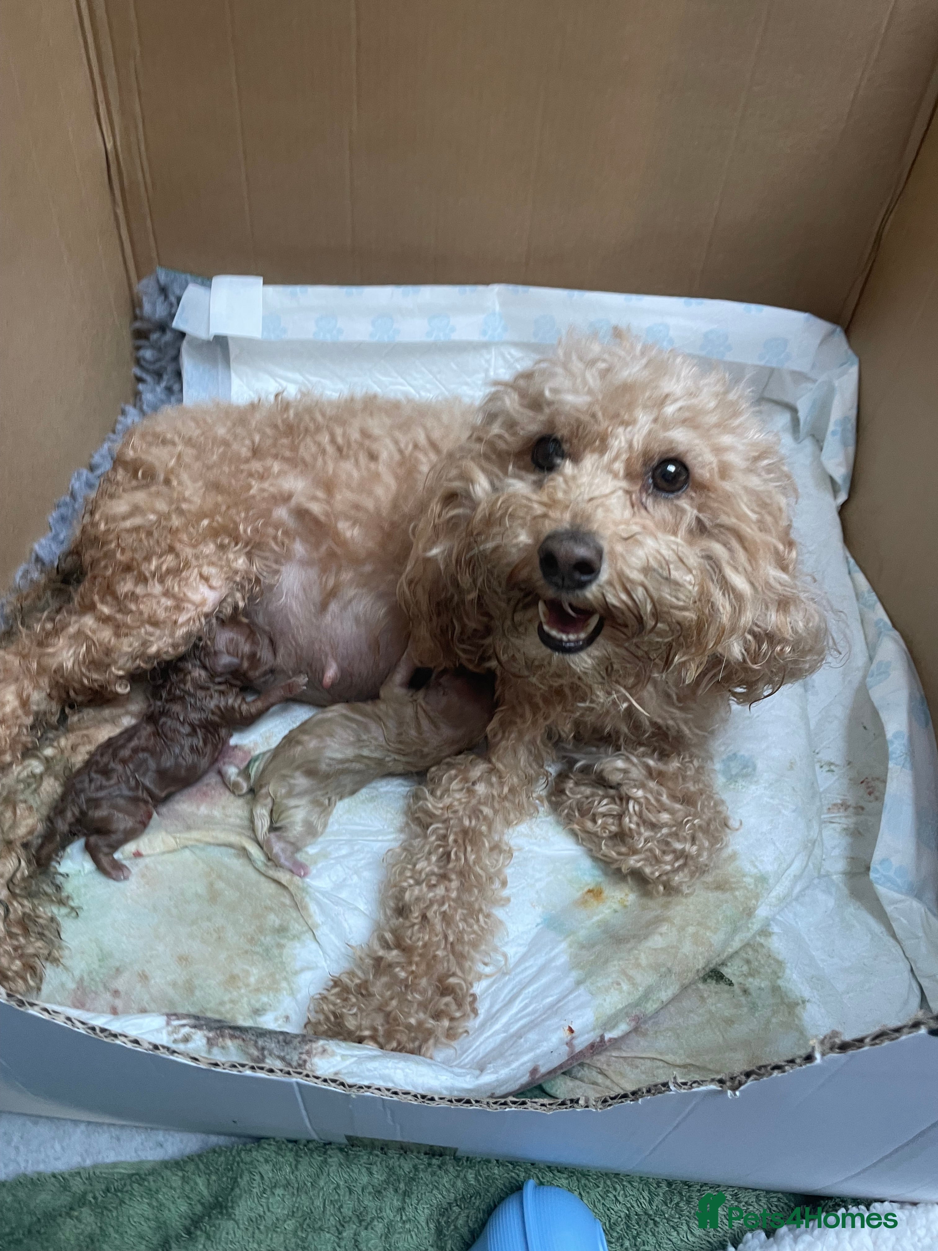 Mixed Breed dogs Malitpoos Puppies for sale  - Advert 18