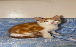 Mixed Breed cats for sale: 3 Lovely Kittens - Image 13