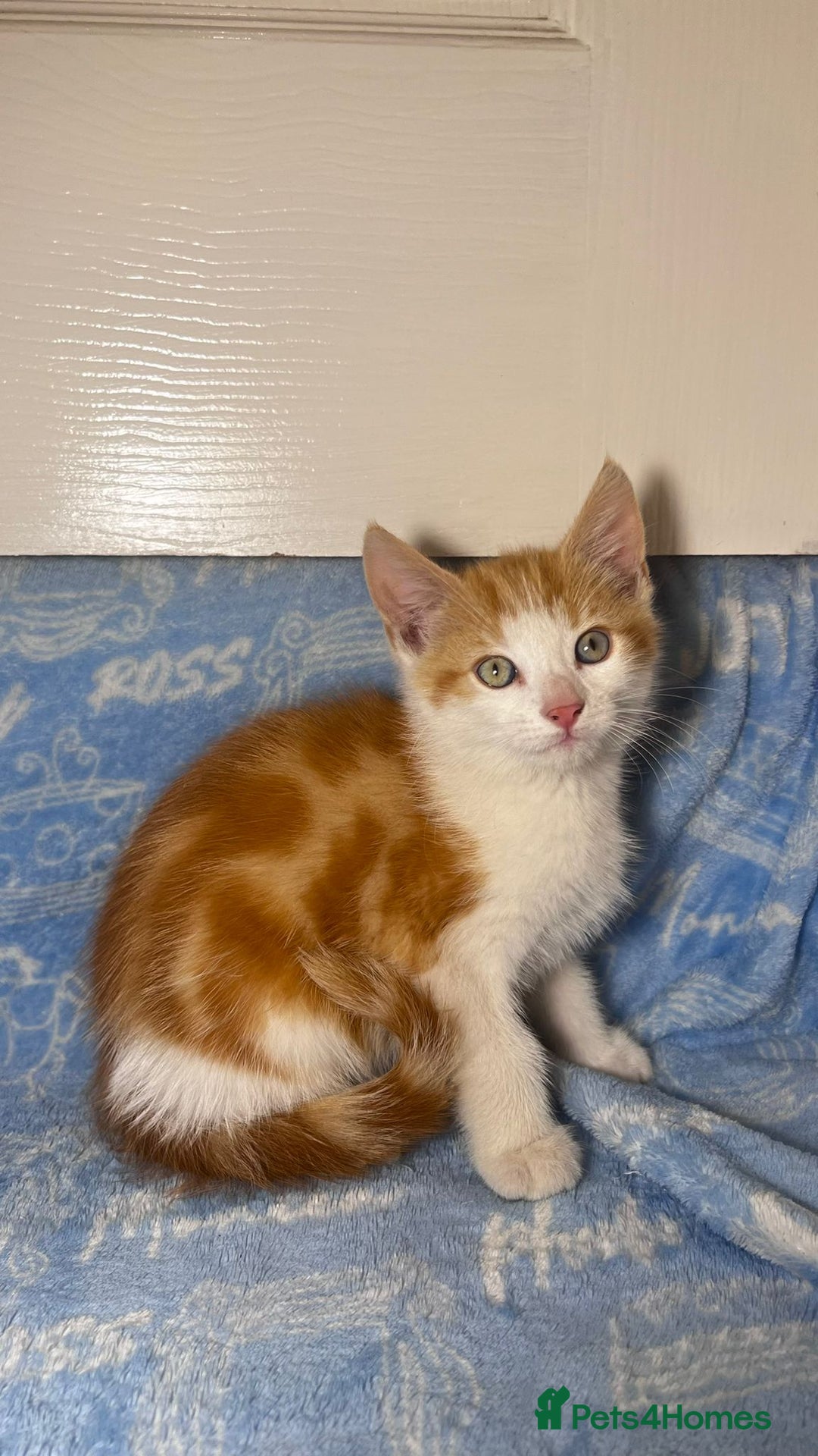 Mixed Breed cats for sale: 3 Lovely Kittens - Image 13