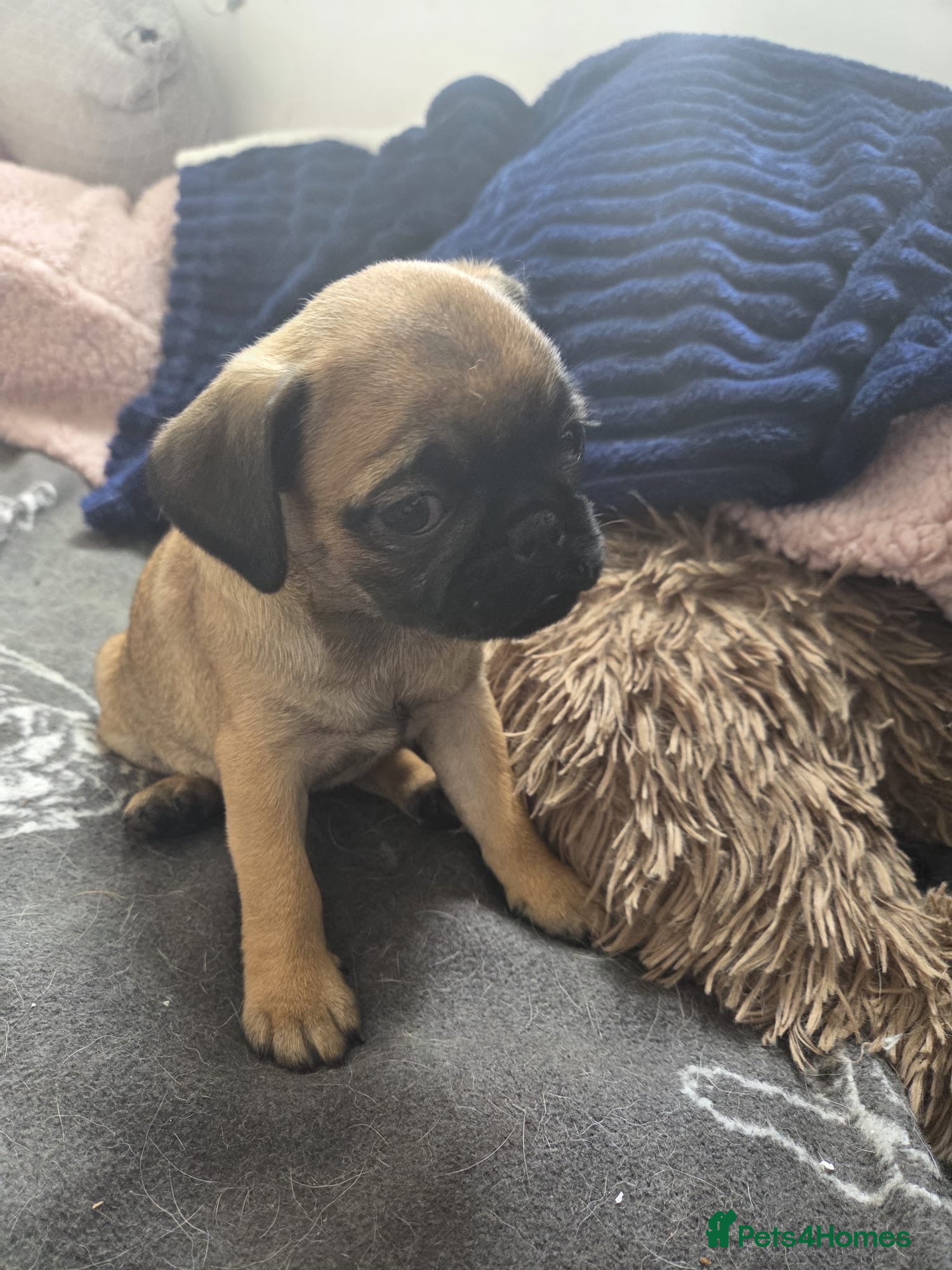 Mixed Breed dogs Puffin Puppies - Advert 2
