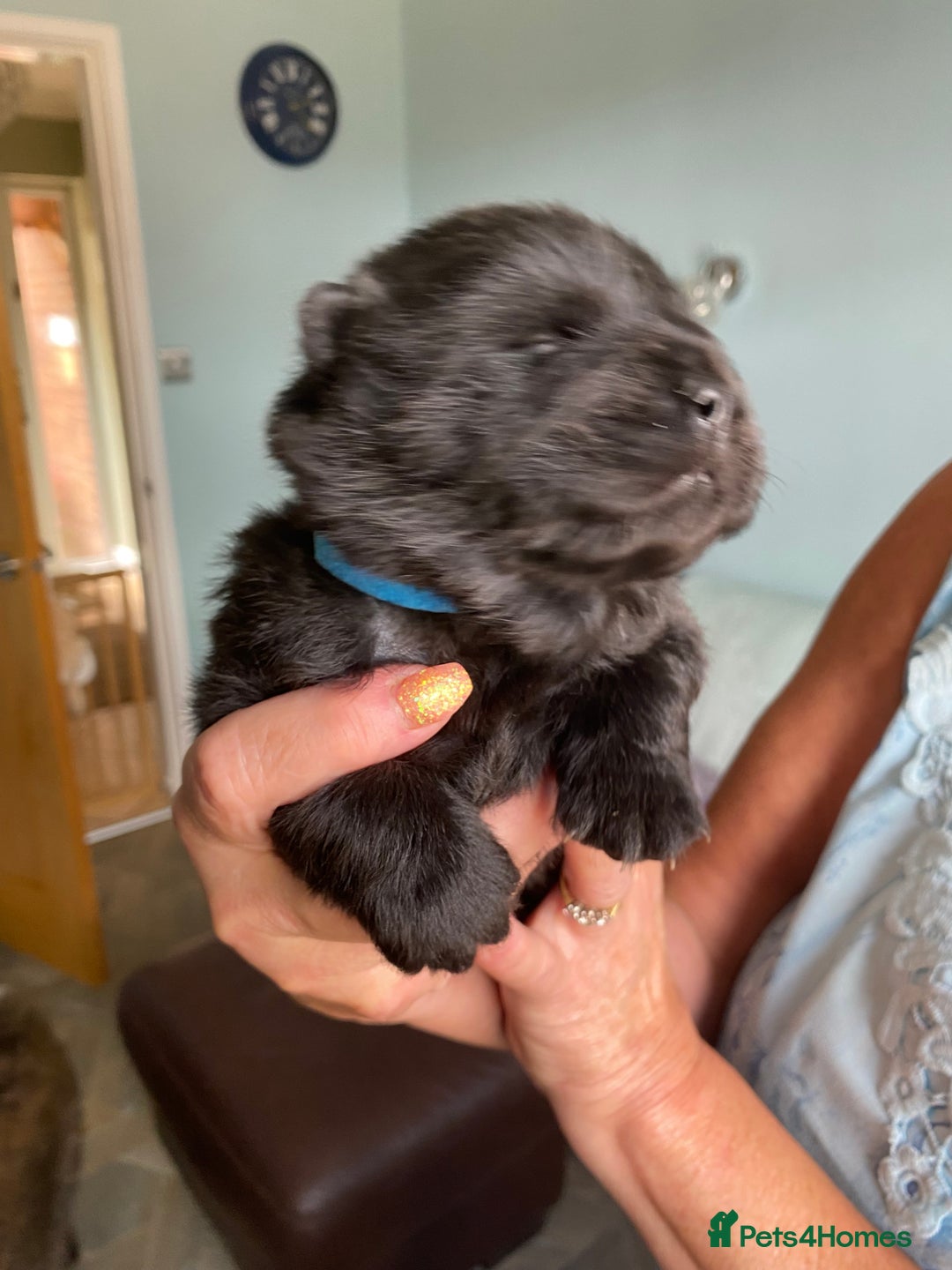 Chow Chow dogs for sale: Amazing chow chow puppies for sale  - Image 9