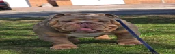 English Bulldog dogs for stud: Larry - Advert 3