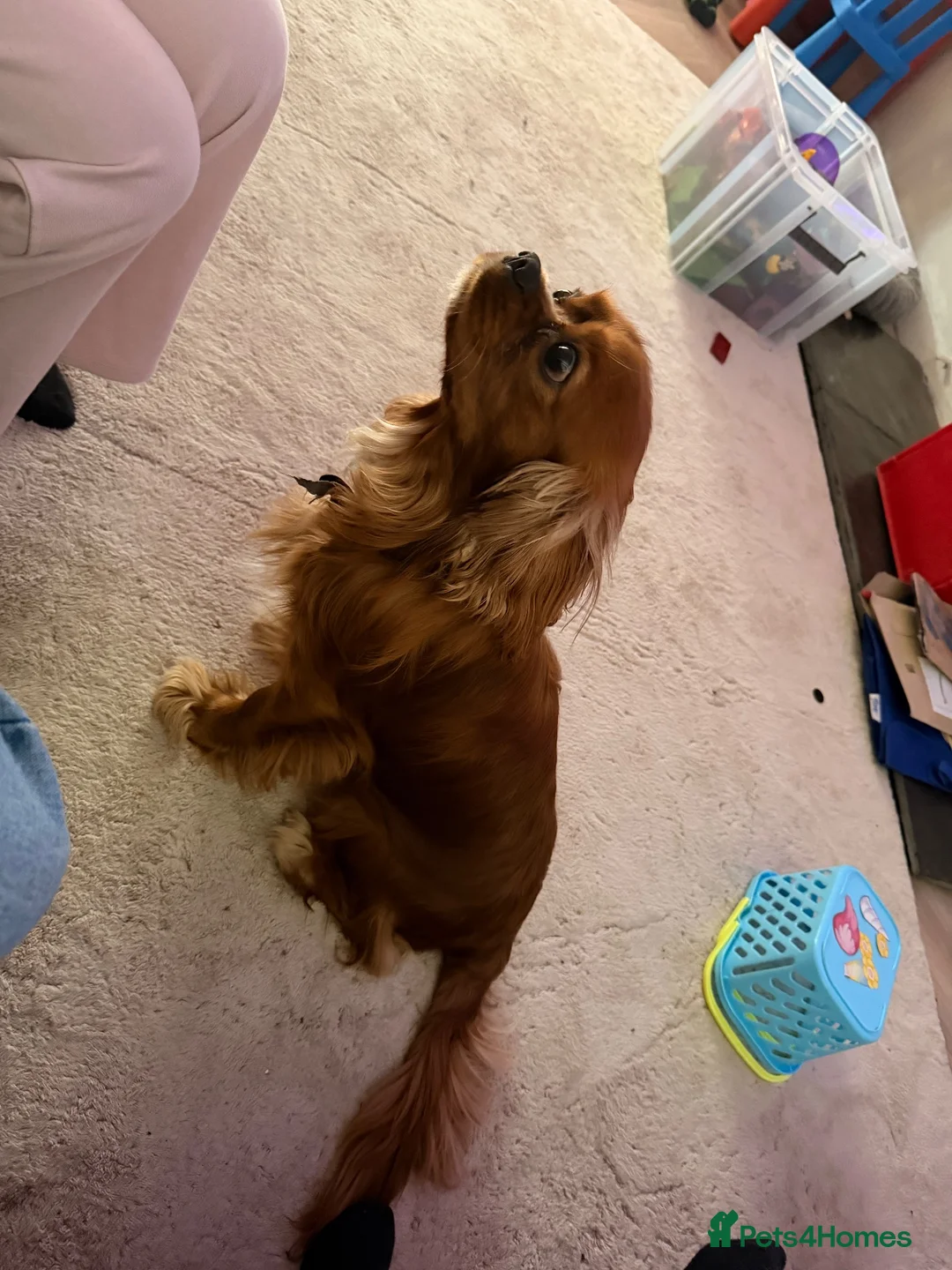Cavalier King Charles Spaniel dogs for stud: Leo Bennett Stud  in Milton Keynes - Advert 2