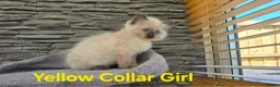 Ragdoll cats for sale: Beautiful Ragdoll kittens - Advert 5