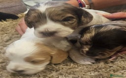 Cockapoo dogs for sale: Beautiful/healthy F1 cockapoo’s.3 girls🩷3 boys🩵 - Image 13