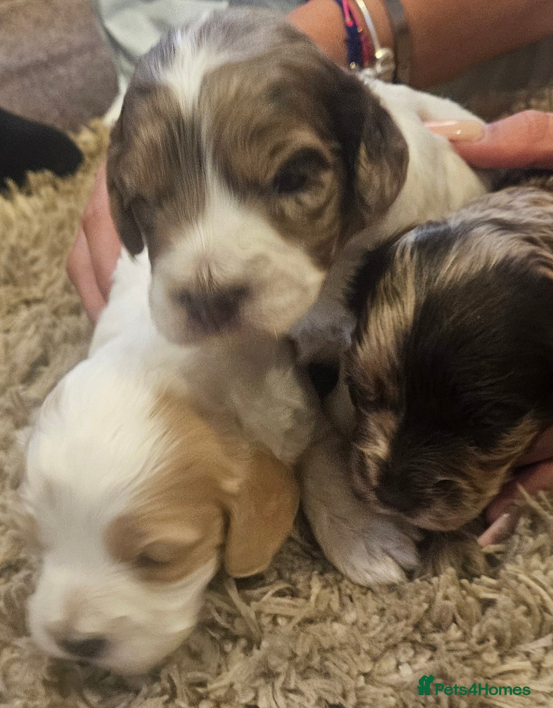 Cockapoo dogs for sale: Beautiful/healthy F1 cockapoo’s.3 girls🩷3 boys🩵 - Image 13