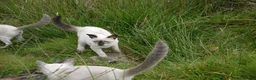Siamese cats for sale: Adorable Siamese Kittens in Inverness - Advert 4
