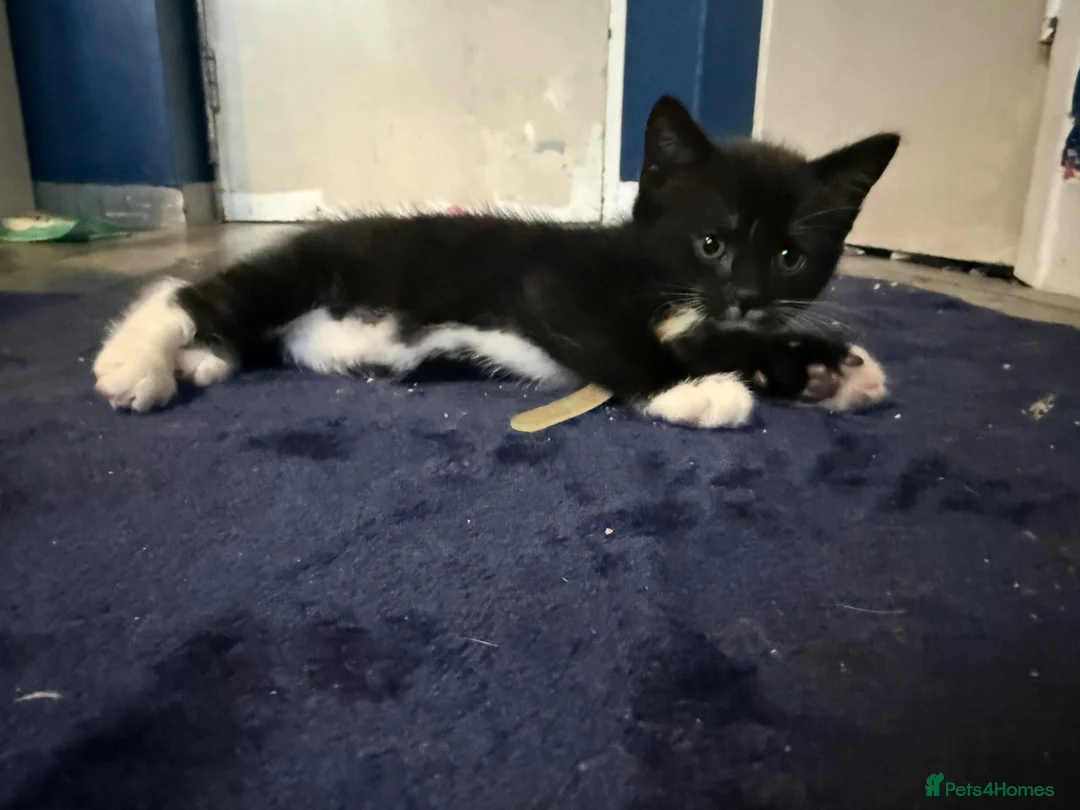 Mixed Breed cats for sale: Last 2 male kittens - ready now  - Advert 16