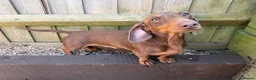 Miniature Dachshund dogs for sale: Miniature Dachshund for Rehoming in Birmingham - Advert 2