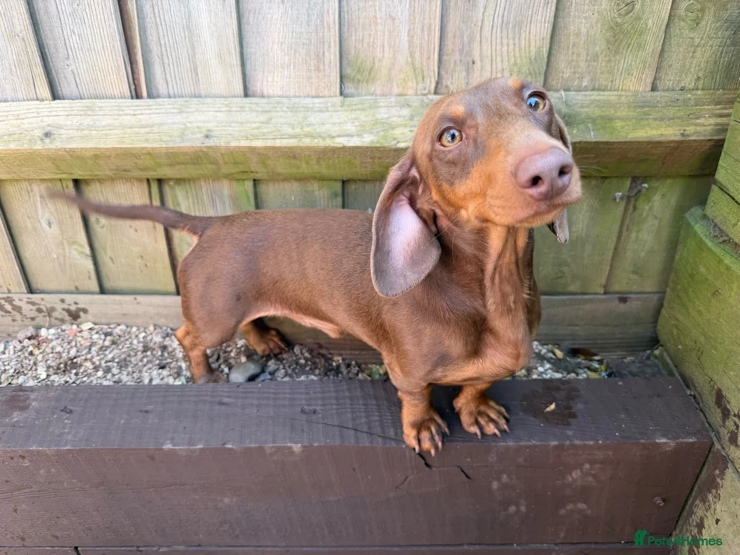 Miniature Dachshund dogs for sale: Miniature Dachshund for Rehoming in Birmingham - Advert 2