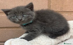 British Shorthair cats for sale: 5. british Blue Cross kittens - Image 11