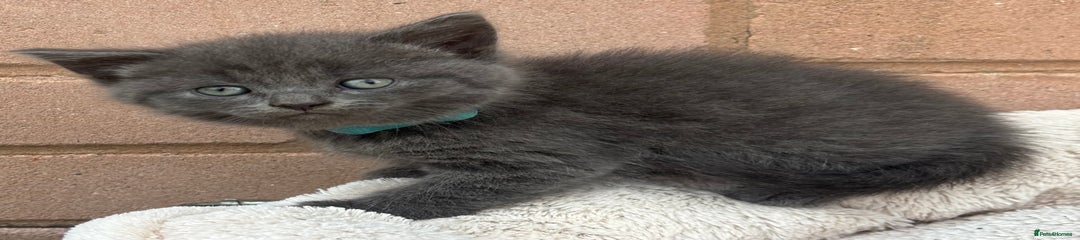 British Shorthair Kitten 5
