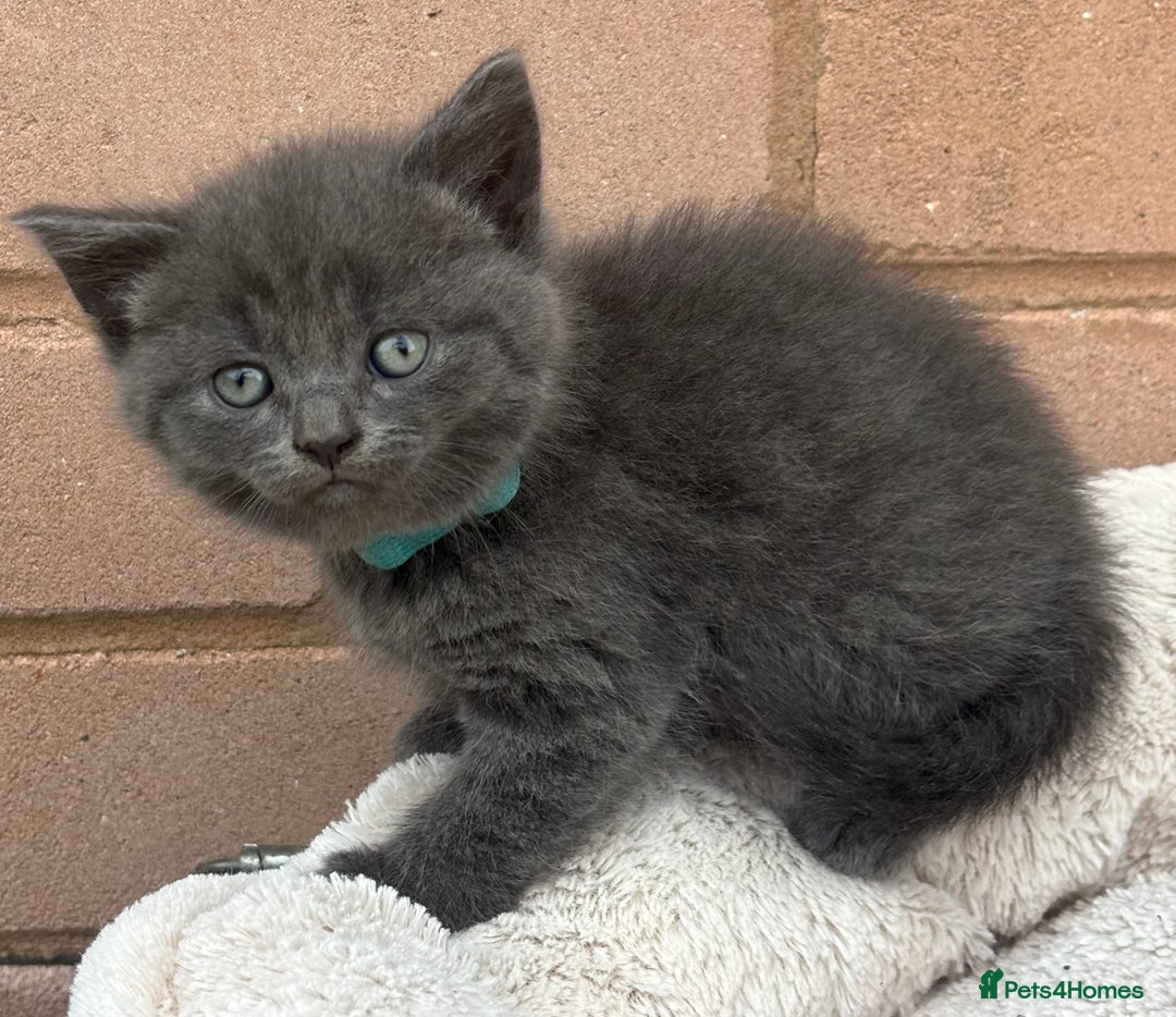 British Shorthair cats for sale: 5. british Blue Cross kittens - Image 11