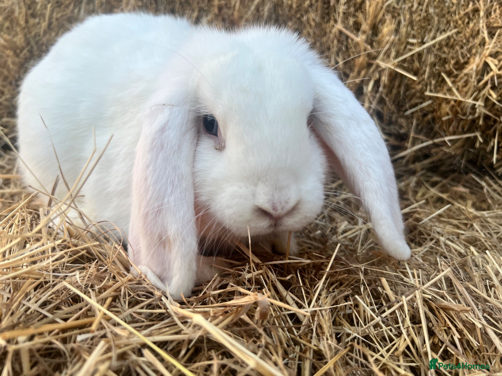 Mini Lop rabbits Beautiful Baby Mini Lops - Advert 2