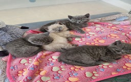 British Shorthair cats for sale: Chunky bsh kittens ready to leave now ❤️  - Image 4