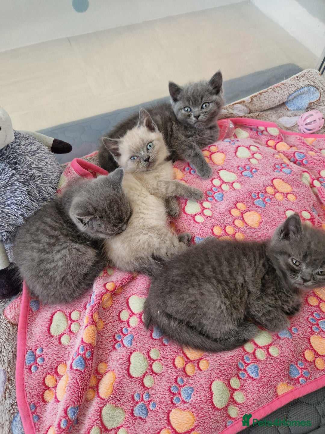 British Shorthair cats for sale: Chunky bsh kittens ready to leave now ❤️  - Image 4