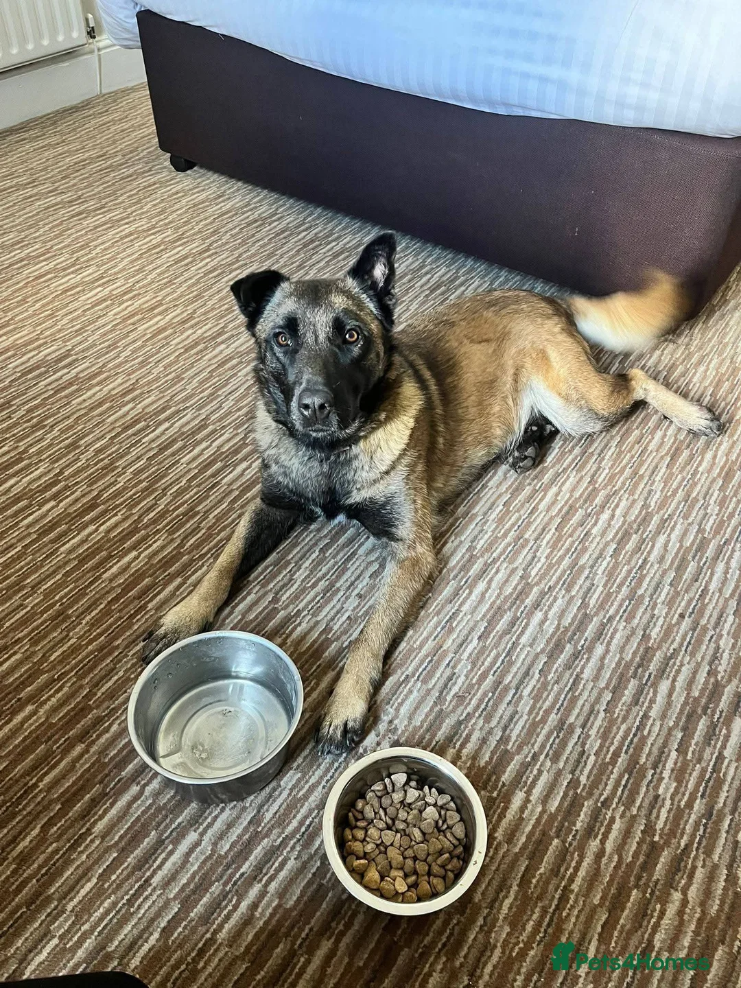 Mixed Breed dogs for adoption: Meet Luna, currently residing in London in Edgware - Advert 10