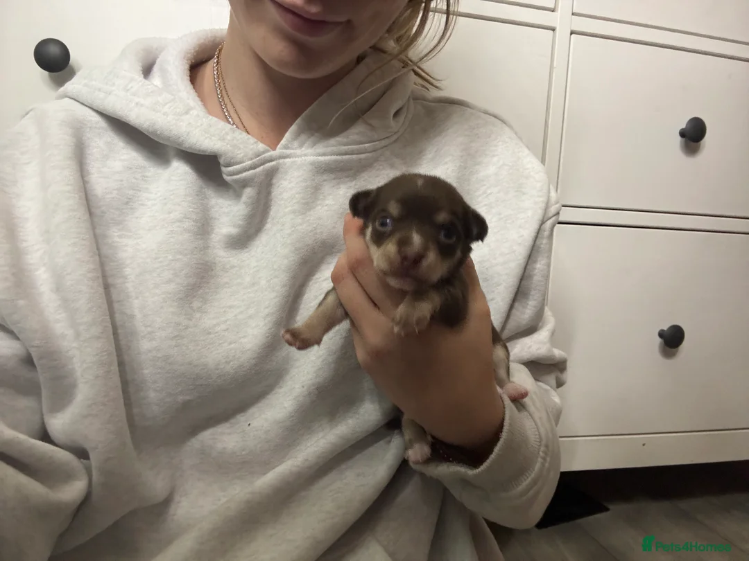 Chihuahua dogs for sale: Fluffy chihuahua girl 8 weeks old  - Advert 17