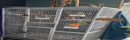 Conures birds for sale: Sun conure - Advert 5
