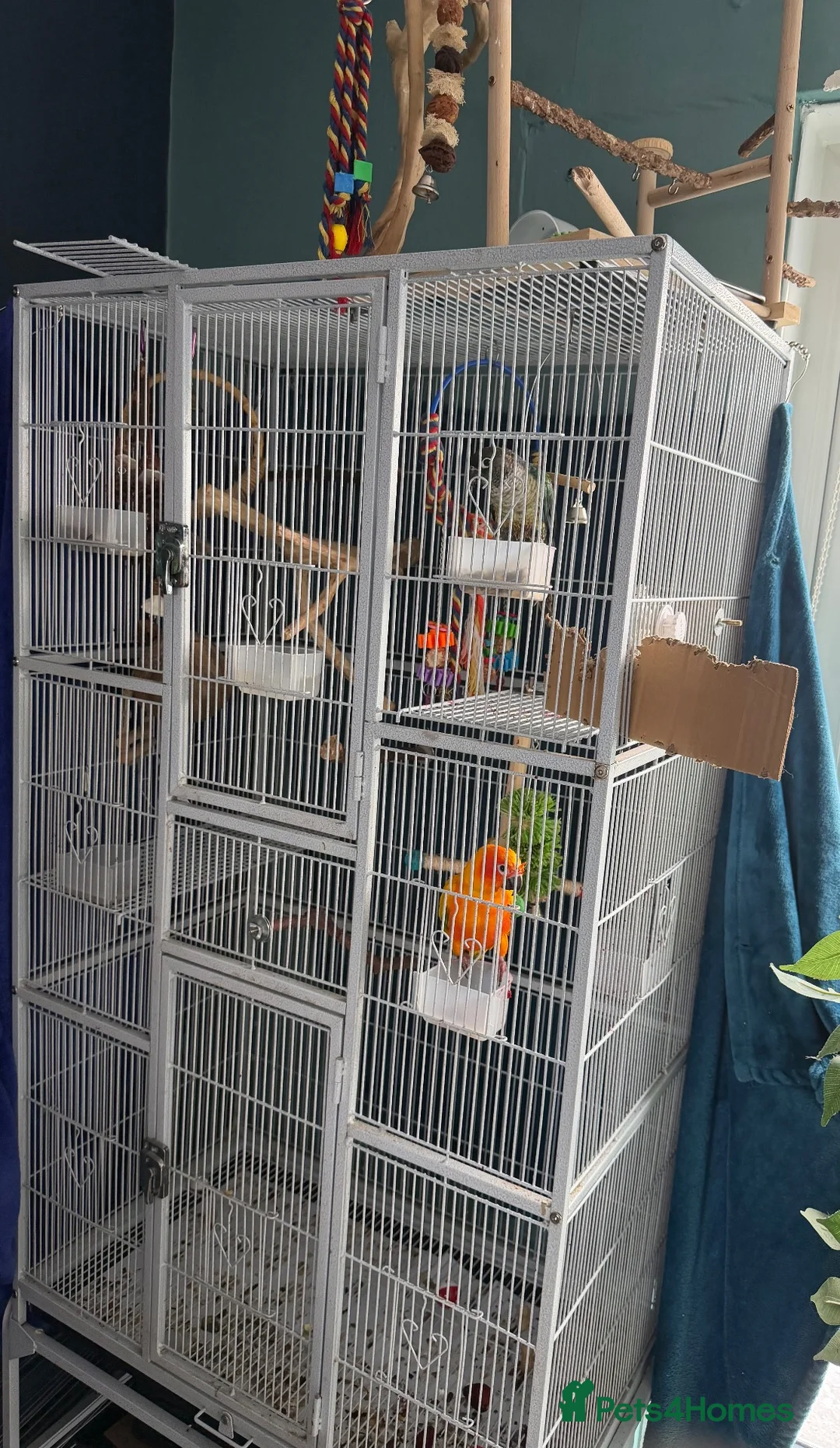 Conures birds for sale: Sun conure - Advert 5