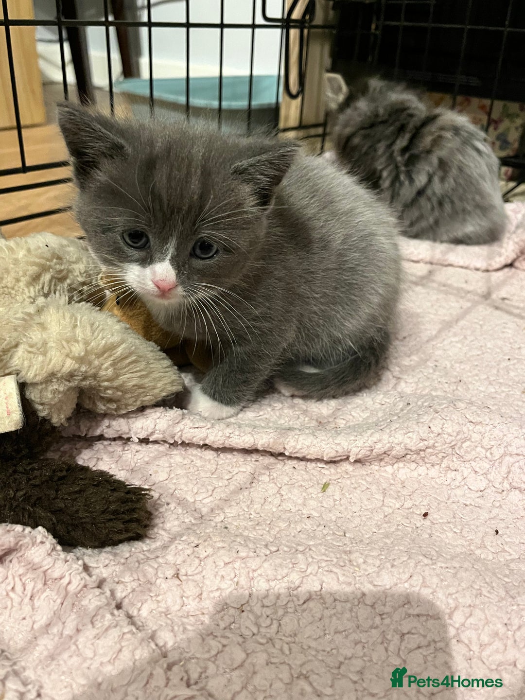 Ragdoll cats for sale: Long haired ragdoll cross kittens  - Advert 7