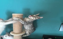 Bengal cats for sale: Two incredibly friendly TICA reg kittens  in Darwen - Image 22